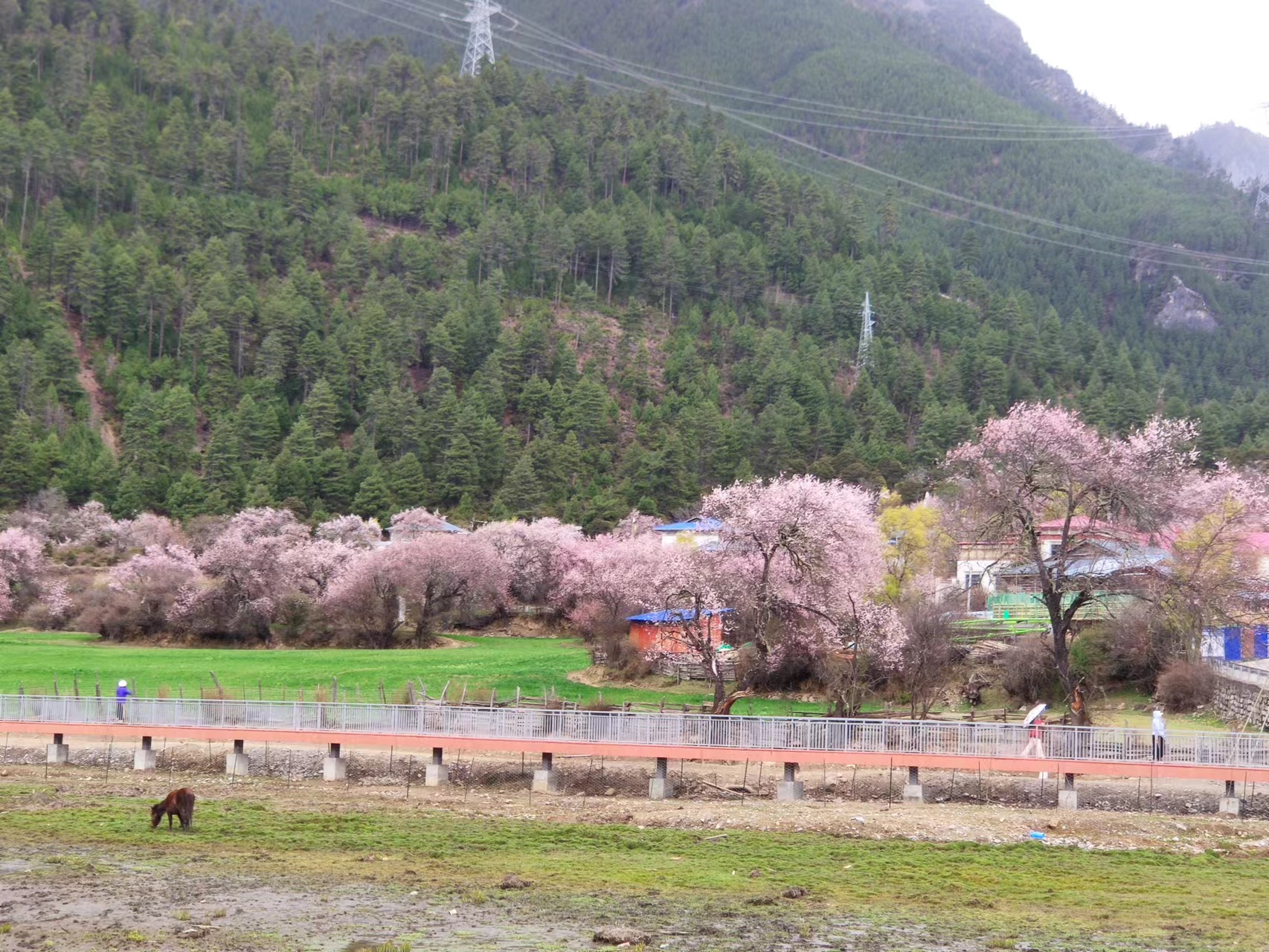 林芝波密桃花溝景區包車租車游
